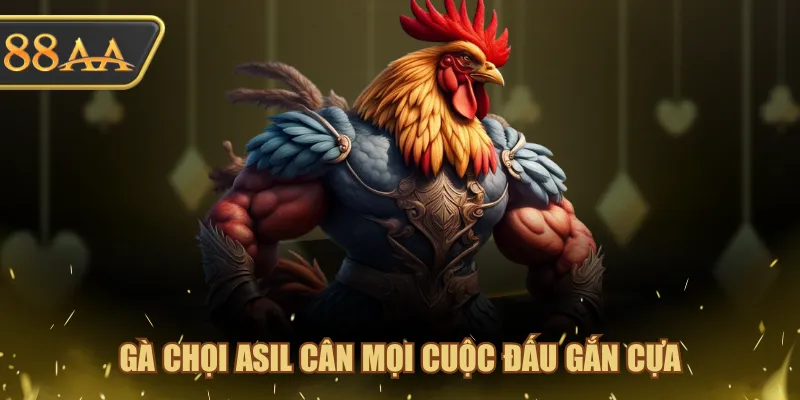 Đá Gà Cựa Dao Chọn Giống Nào? Sư Kê Bật Mí 4 Lựa Chọn Chuẩn 3 Gà chọi Asil cân mọi cuộc đấu gắn cựa